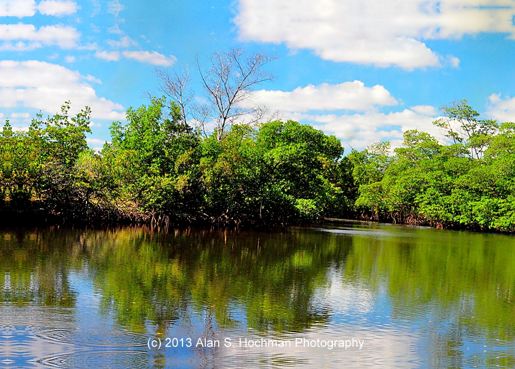 "Mangroves at Oleta River State Park"