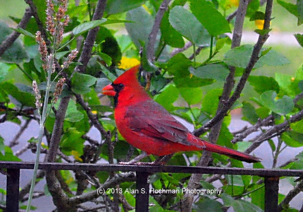 Northern Cardinal Male on my Front Porch