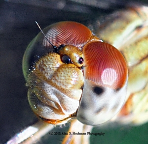 ":Dragonfly-Close Up"