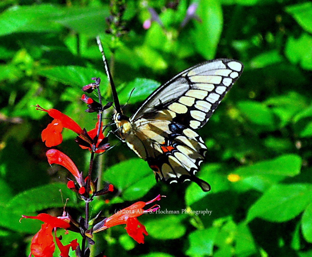 :Giant Swallowtail Butterfly at Enchanted Forest Park"