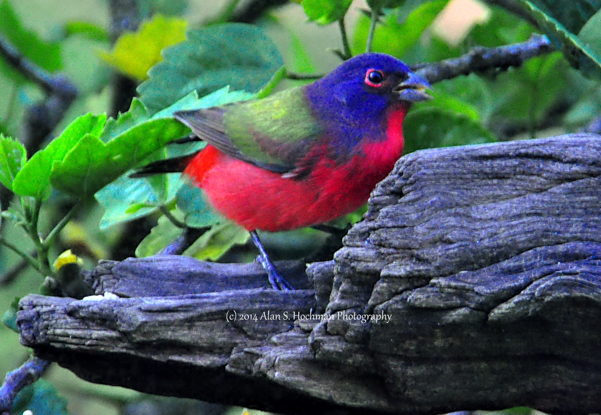 "Painted Bunting Male bird"