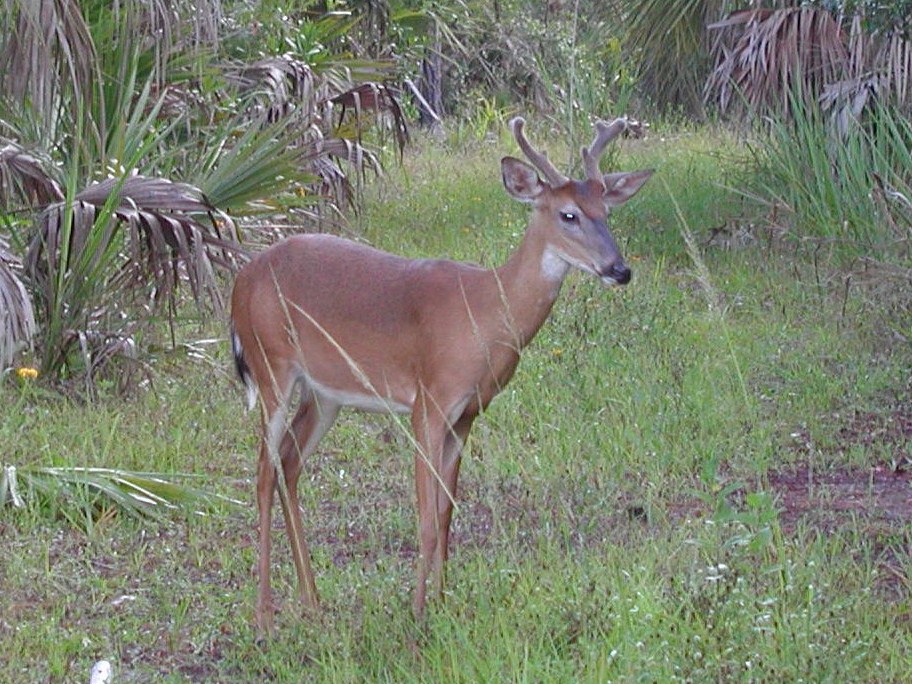 "Deer-young buck at Big Cypress national Reserve"