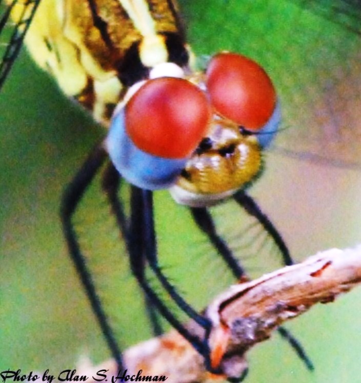 "Dragonfly smiling at Big Cypress National Reserve"