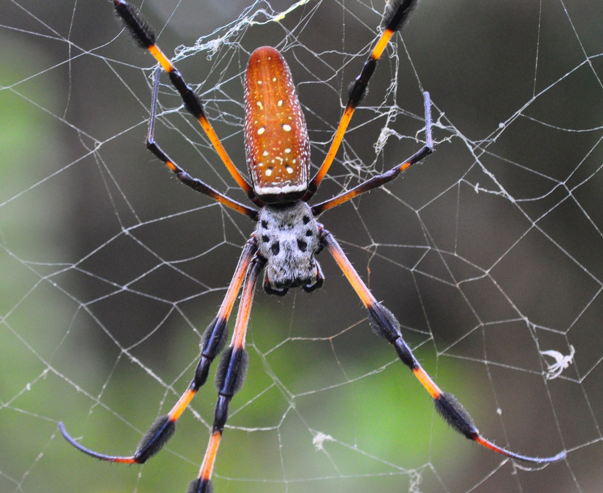 "Golden silk spider on web in Enchanted Forest Park"