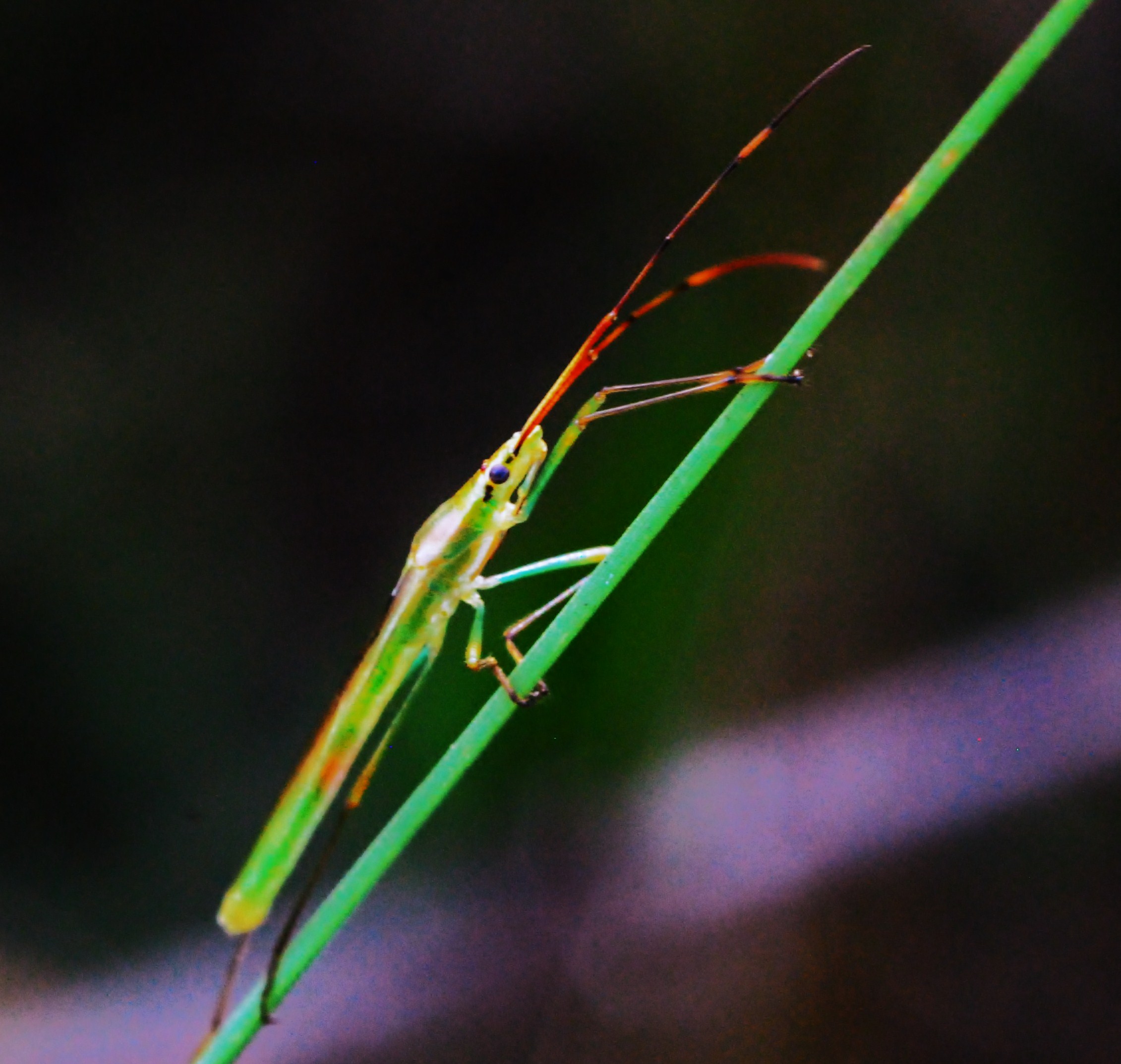 "Cone-headed Grasshopper at Big Cypress WMA"