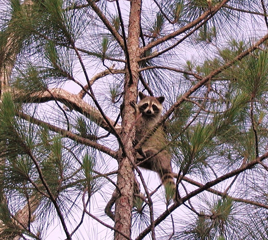 "Raccoon up a tree at Big Cypress NWR"