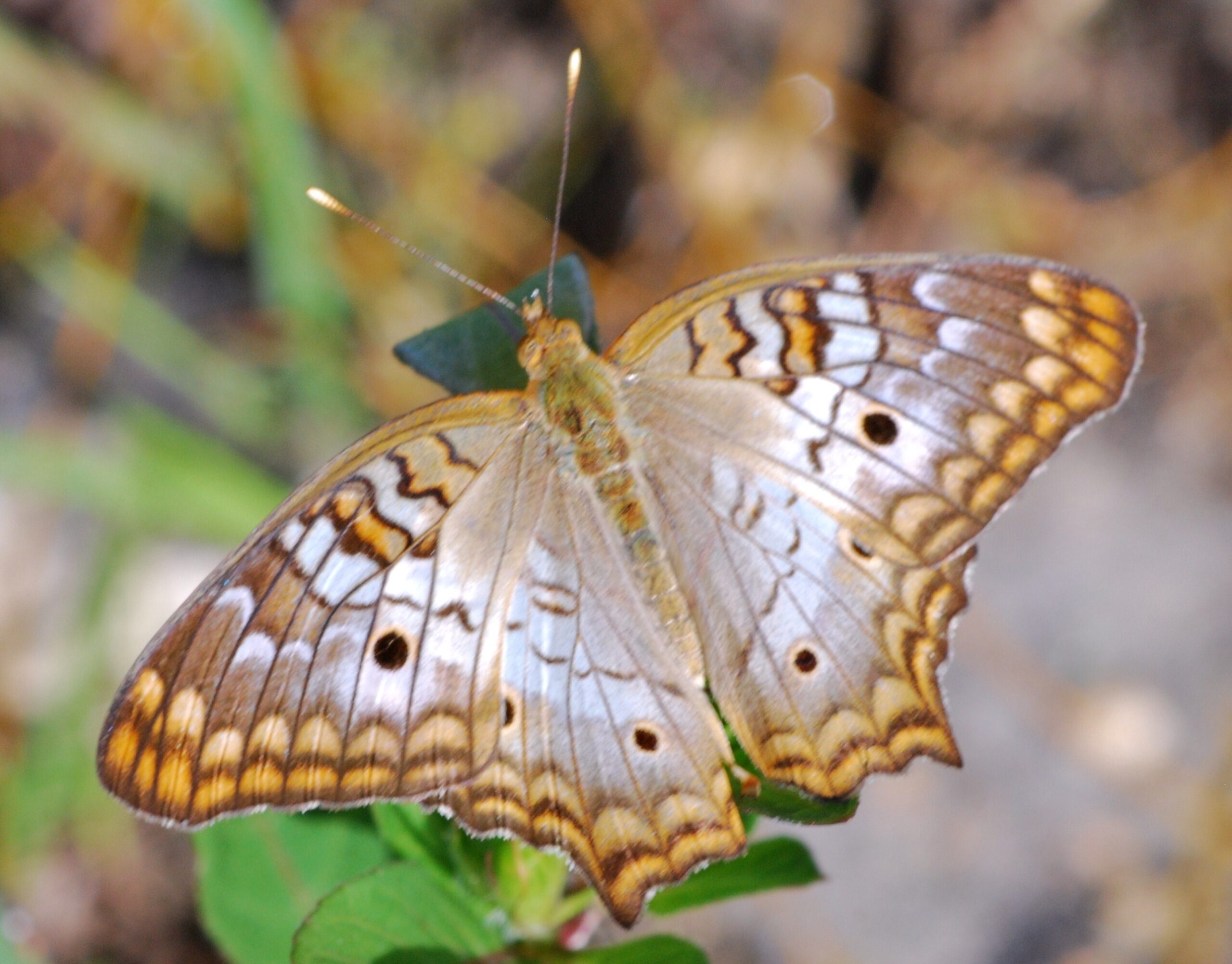 "White Peacock Butterfly in Florida Everglades"