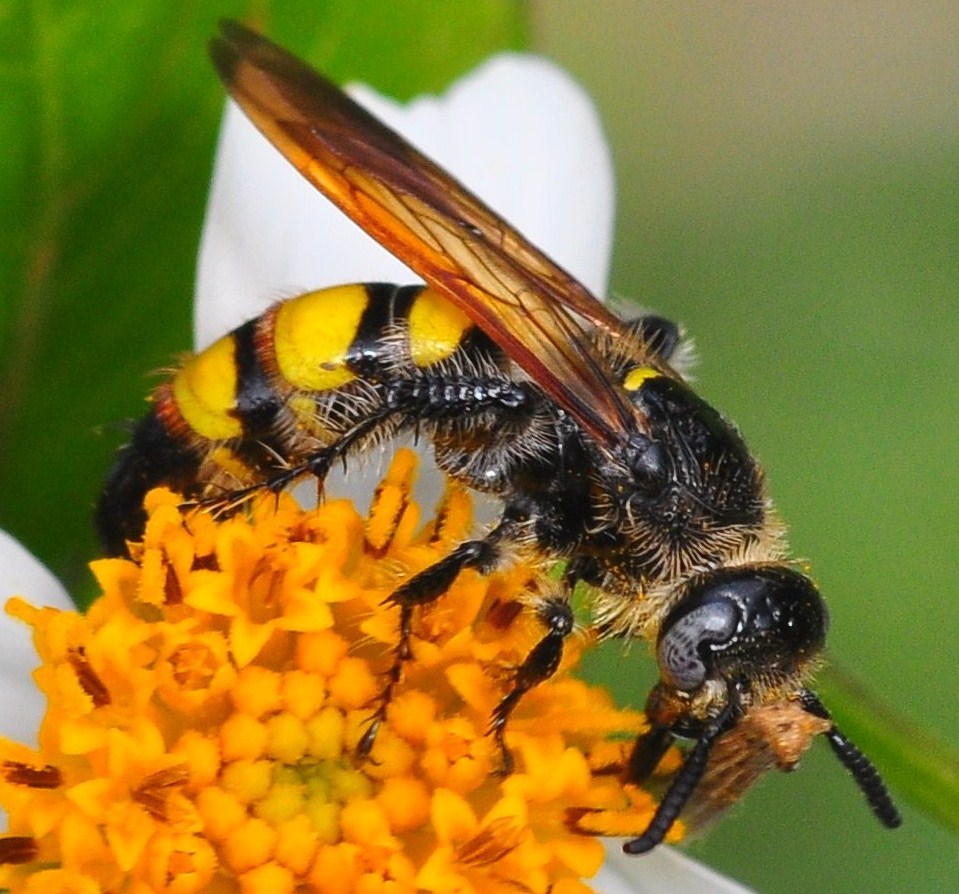 "Eastern Yellow Jacket Wasp"