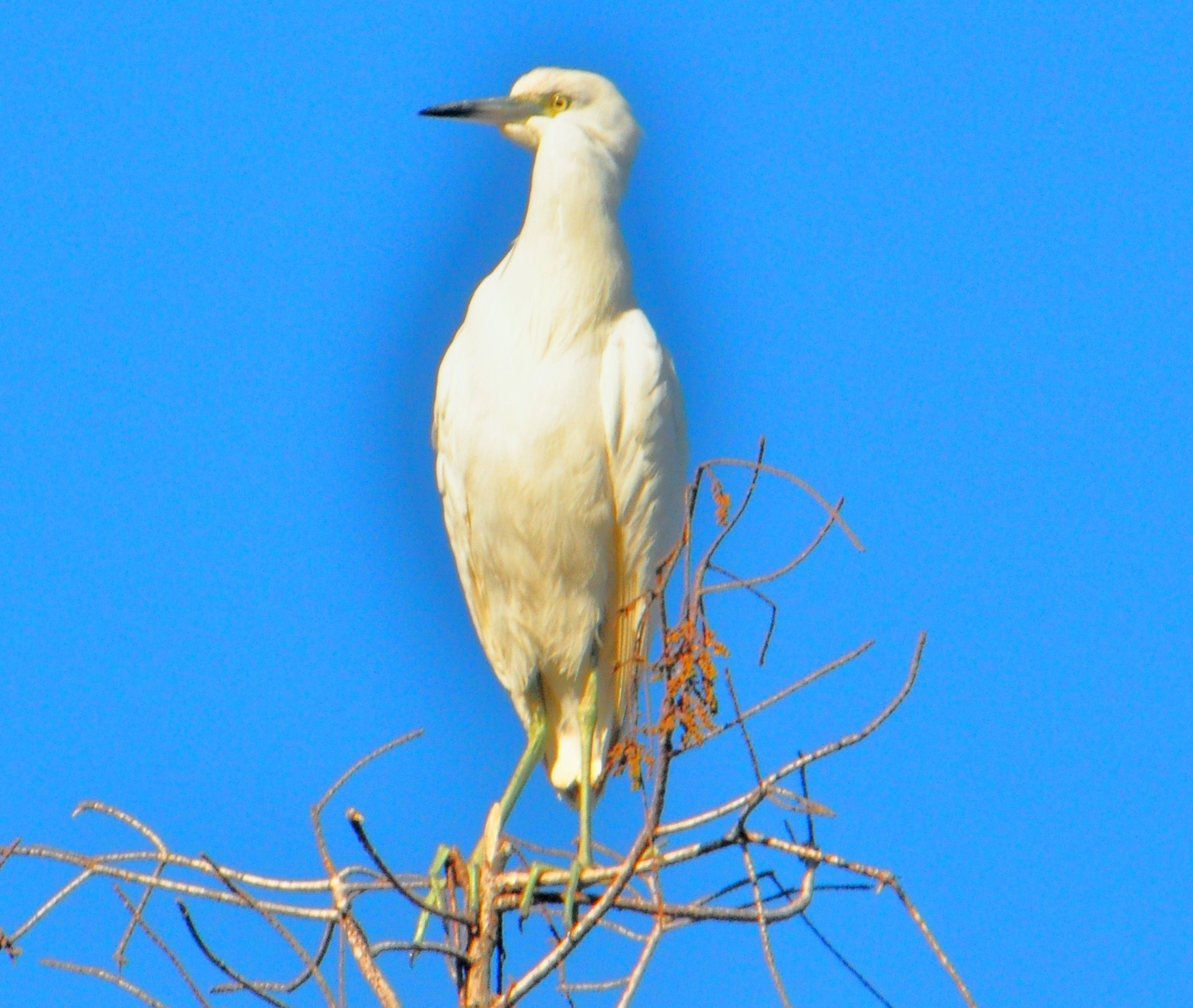 "Egret atop a Tree in the Florida Everglades"