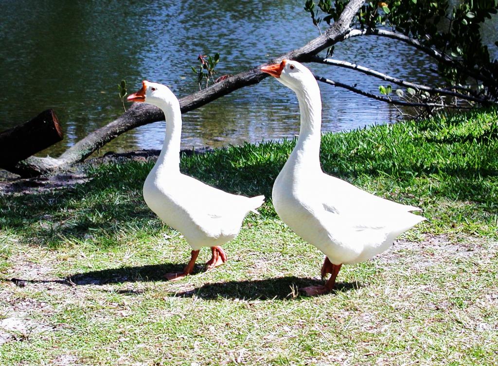 "Pair of Geese at Enchanted forest Park in North Miami, FL"