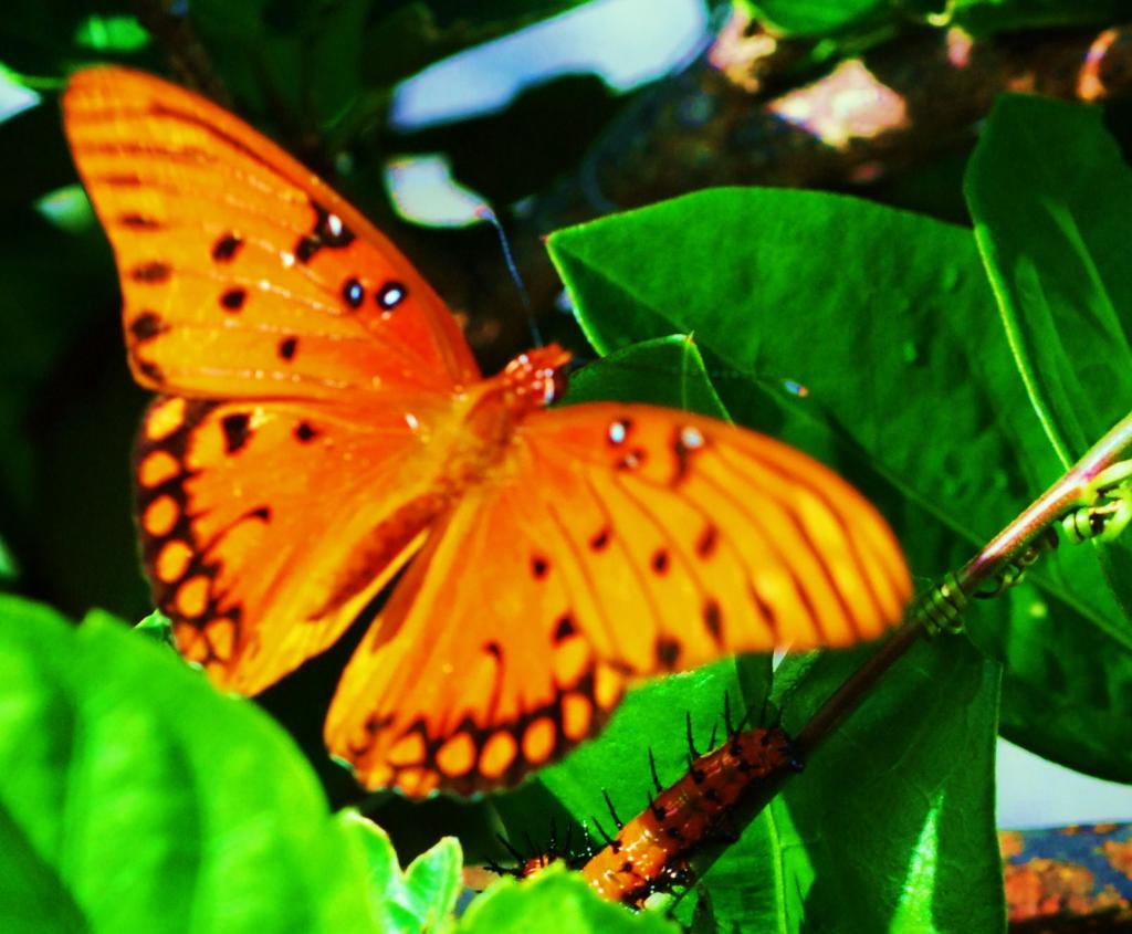 "Gulf Fritillary Butterfly and Caterpillar"