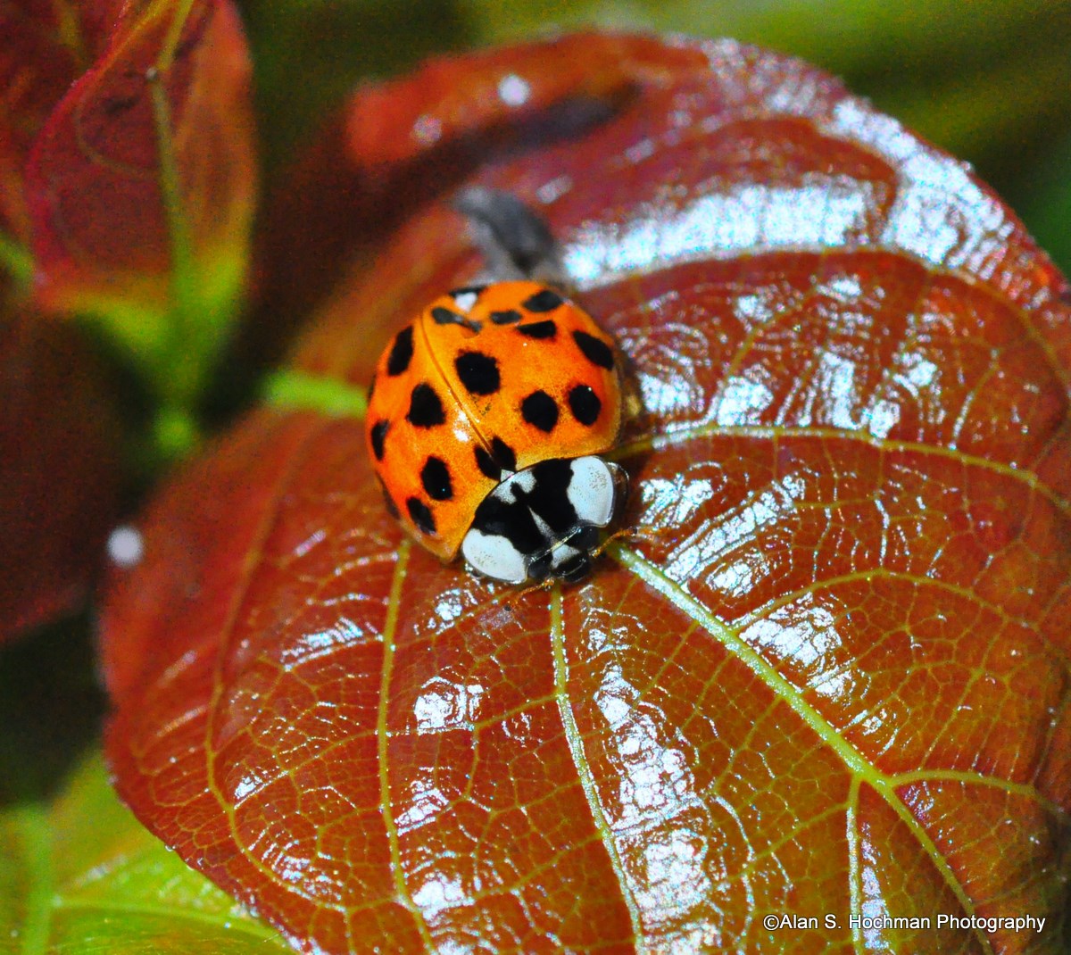 "Ladybug on leaf in Enchanted Forest Park"