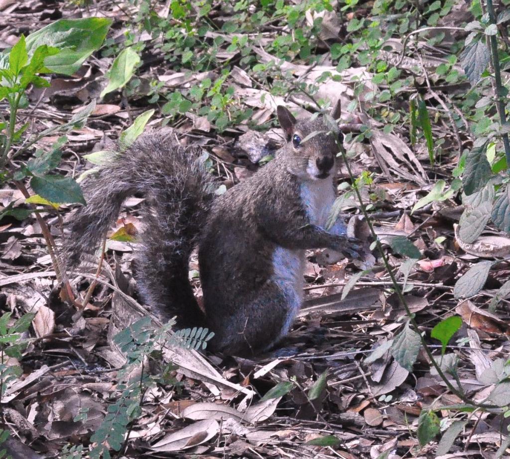 "Eastern Gray Squirrel at Enchanted Forest Park"
