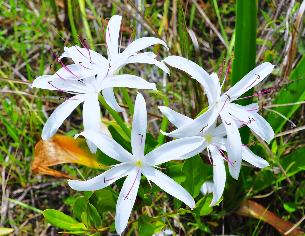 "Swamp Lily in bloom at Fakahatchee Strand, Everglades"