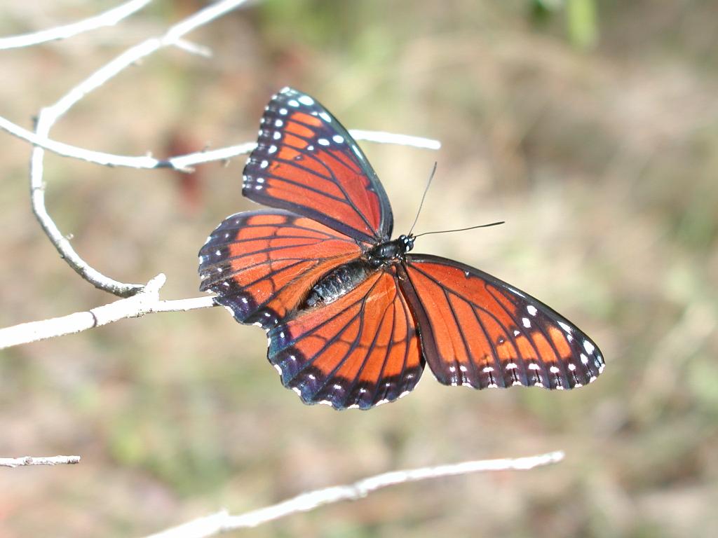 "Viceroy Butterfly in the Florida Everglades"