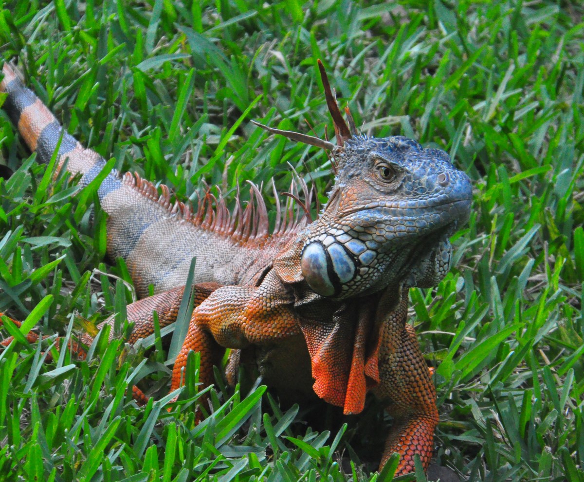 "Iguana in Enchanted Forest Park in North Miami Florida"
