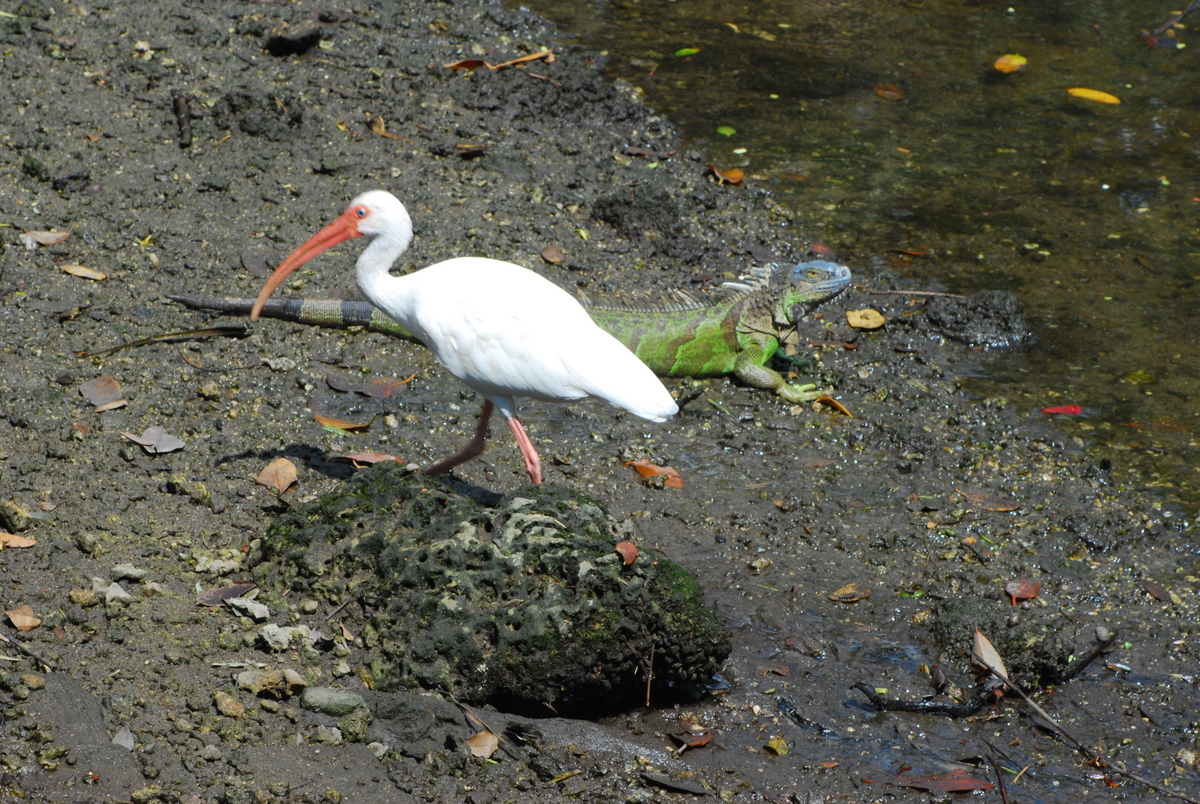 "Ibis and Iguana at Enchanted Forest Park"