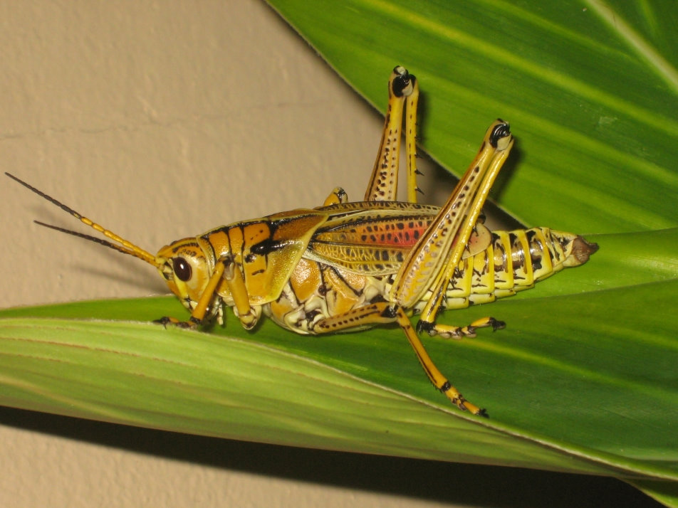 "Lubber grasshopper in Keystone Point Park in Florida"