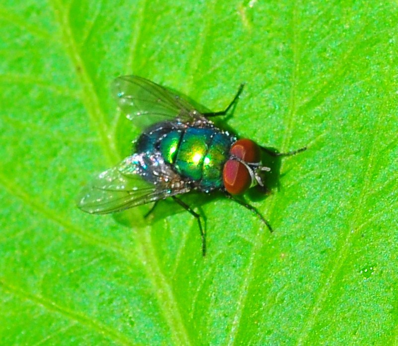 "Common Green Bottle Fly"