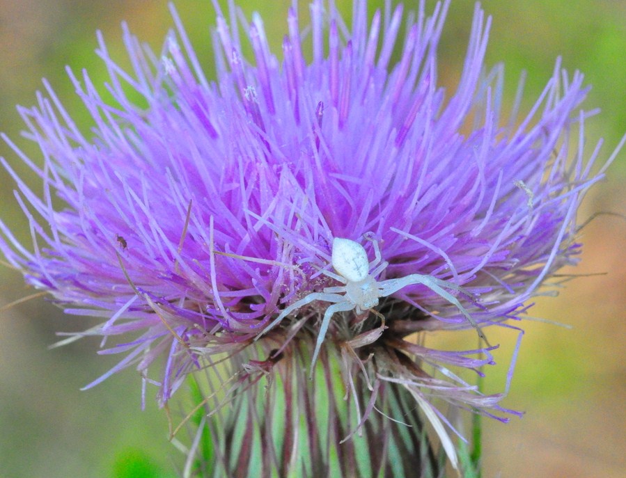 "Crab spider on a thistle in Big Cypress National Preserve"