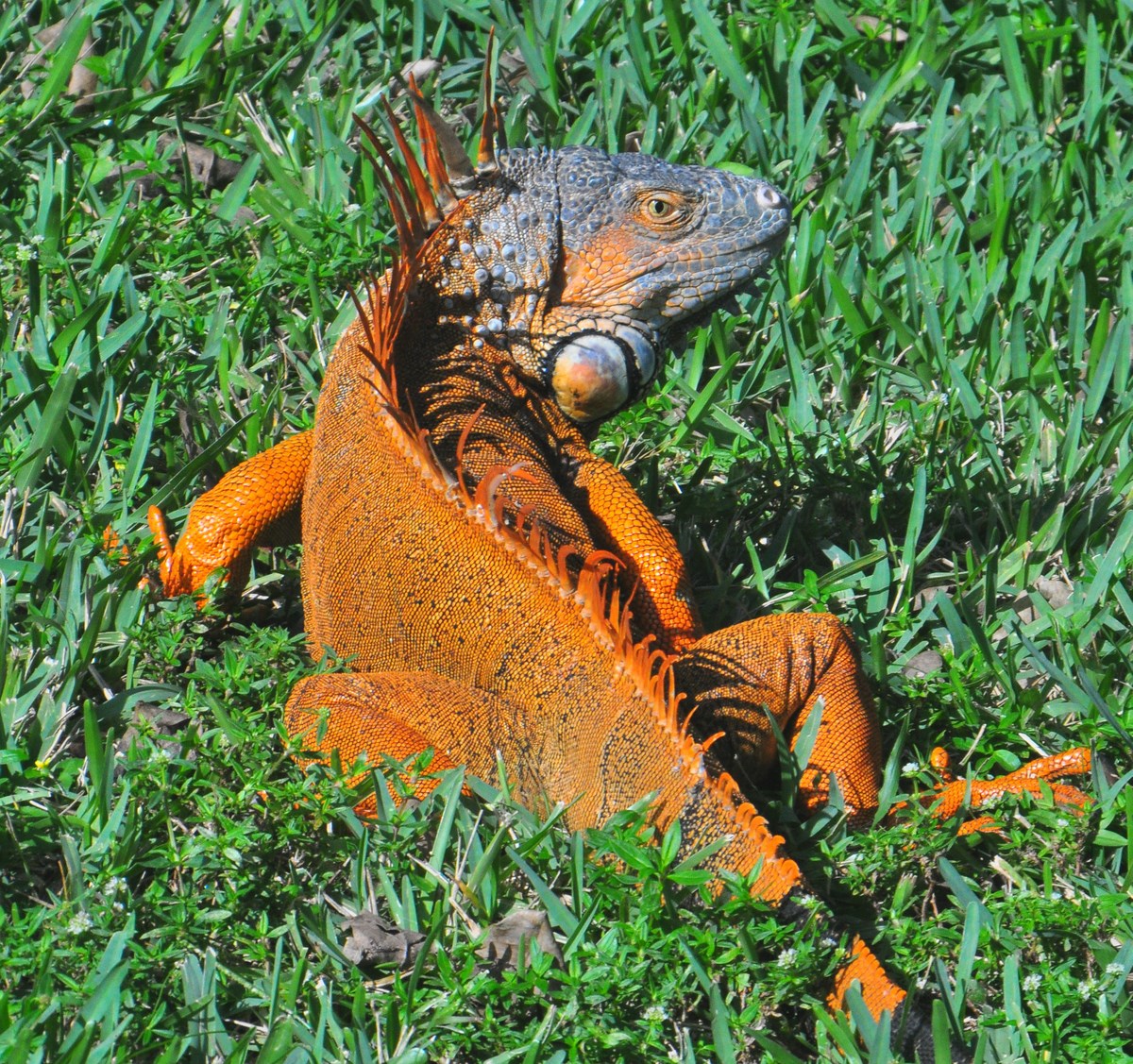 "Iguana in Enchanted Forest Park, North Miami, Florida"
