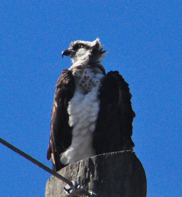 Osprey Alan S. Hochman Photography