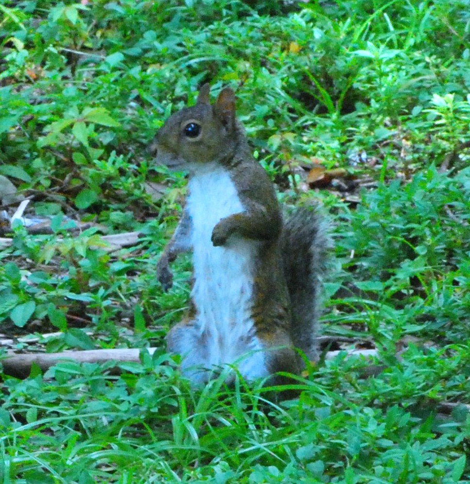 "Squirrel in Arch Creek Memorial Park"