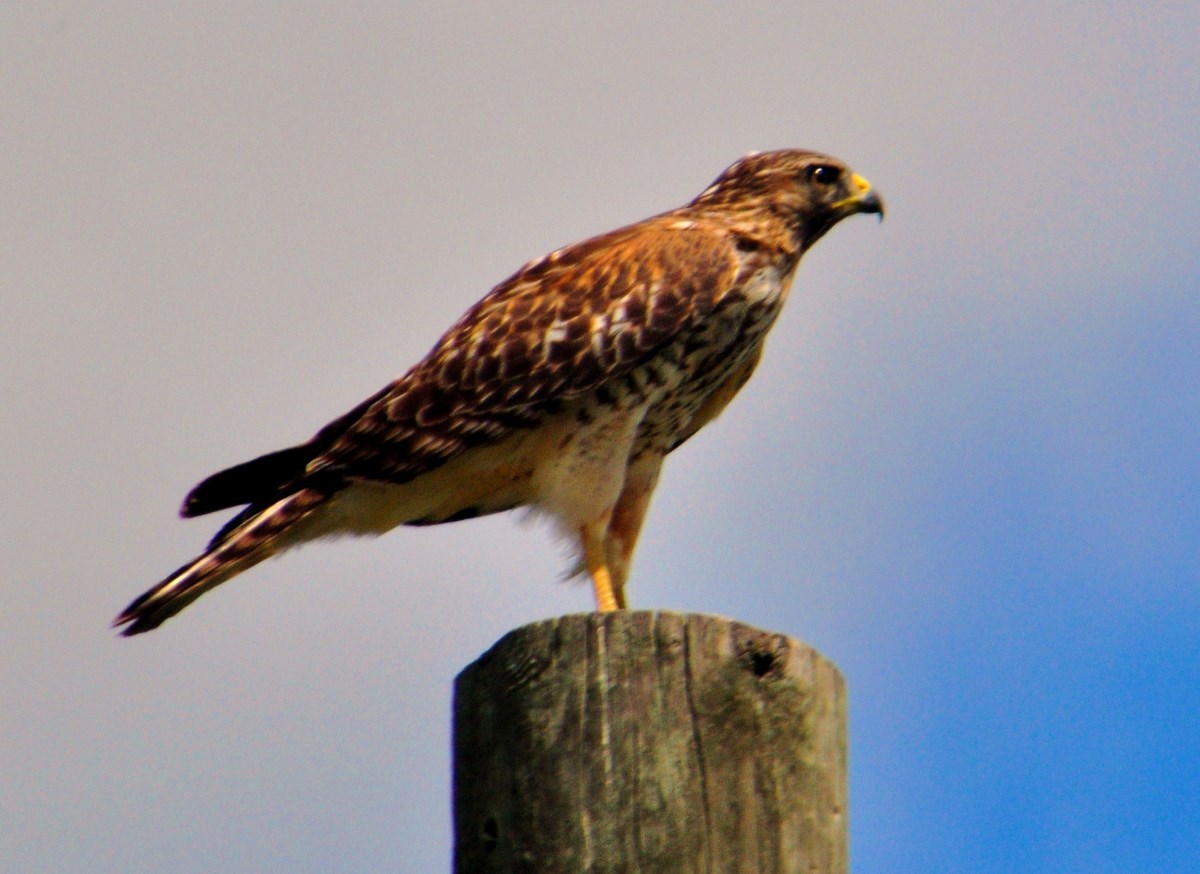 "Red-Tailed Hawk at Dinner Island Ranch"