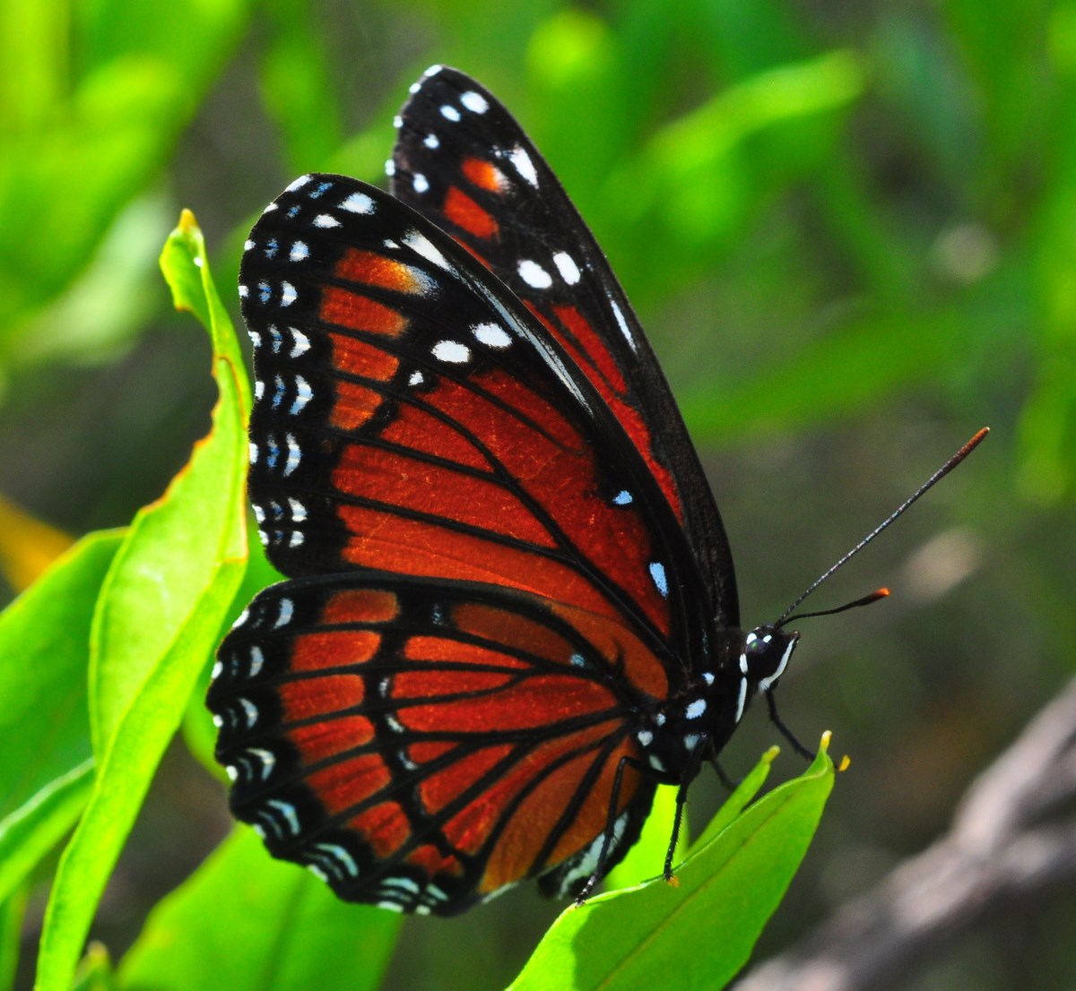 "Viceroy Butterfly at Okaloacoochee Slough State Forest"