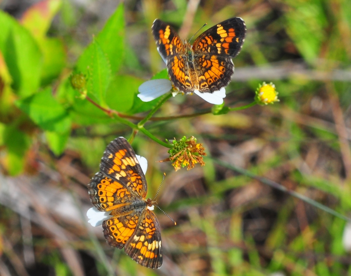 "Phaon Crecent Butterflies"