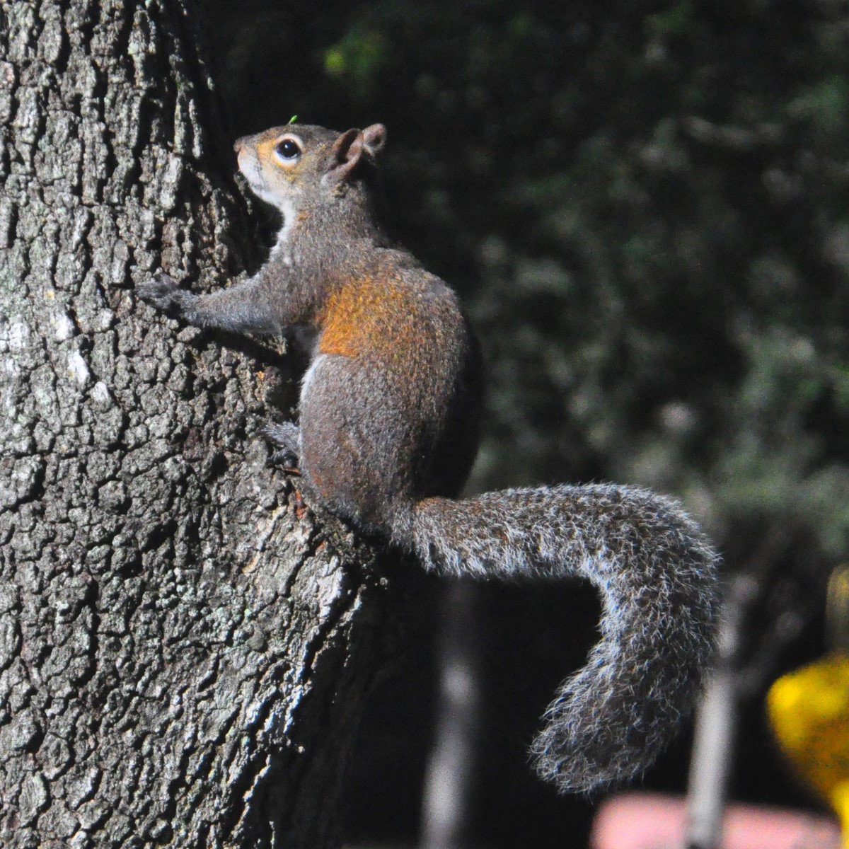 "Gray Squirrel on Tree"