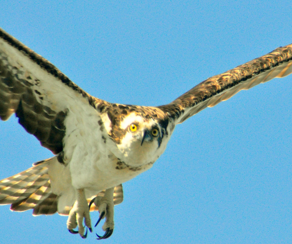 "Hawk in Flight"