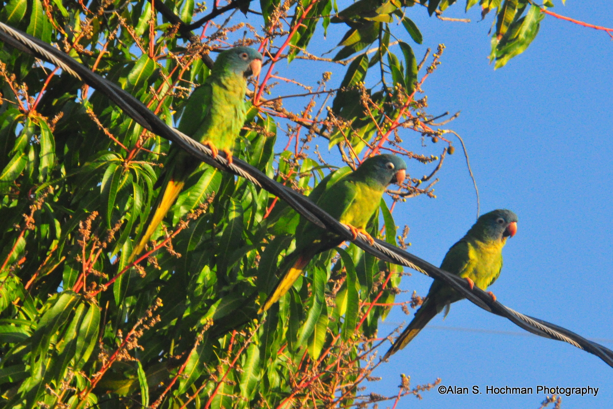"Green Parrots in South Florida"