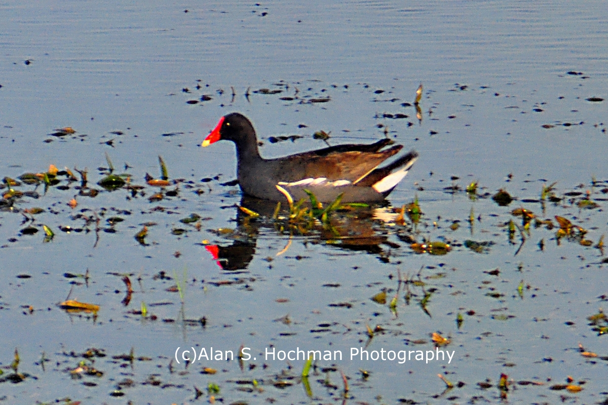 "Common Moorhen at Holey Land WMA"