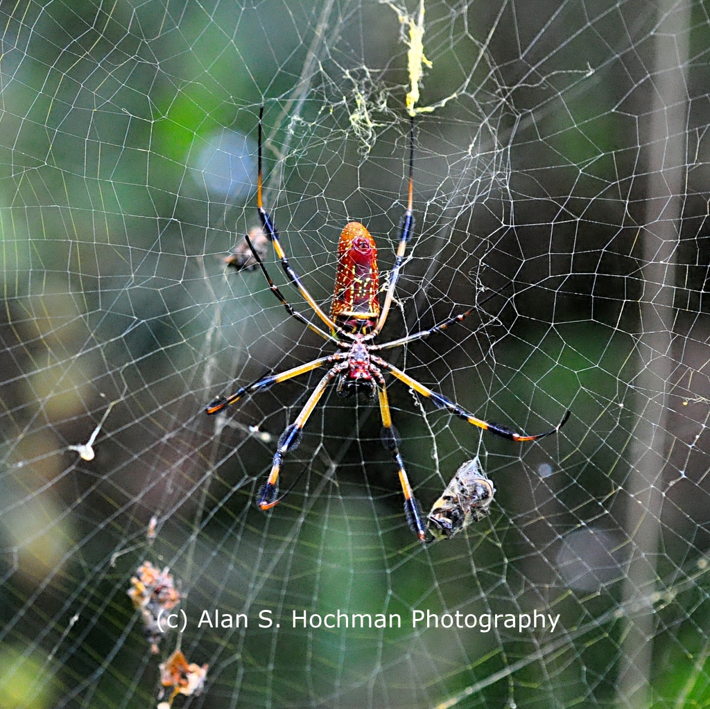 "Golden Silk Spider on its web"