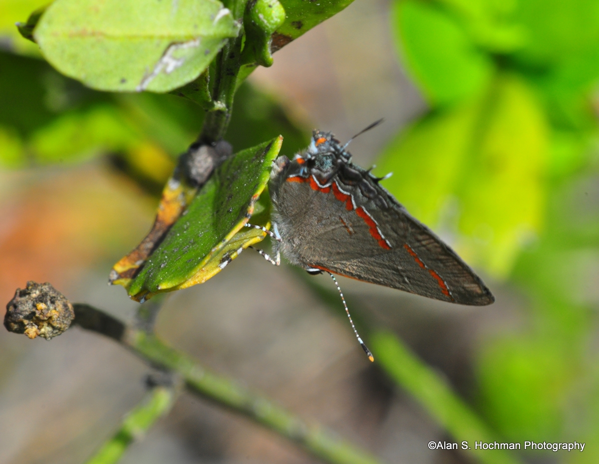 "Red-banded Hairstreak at L-28 Levee"