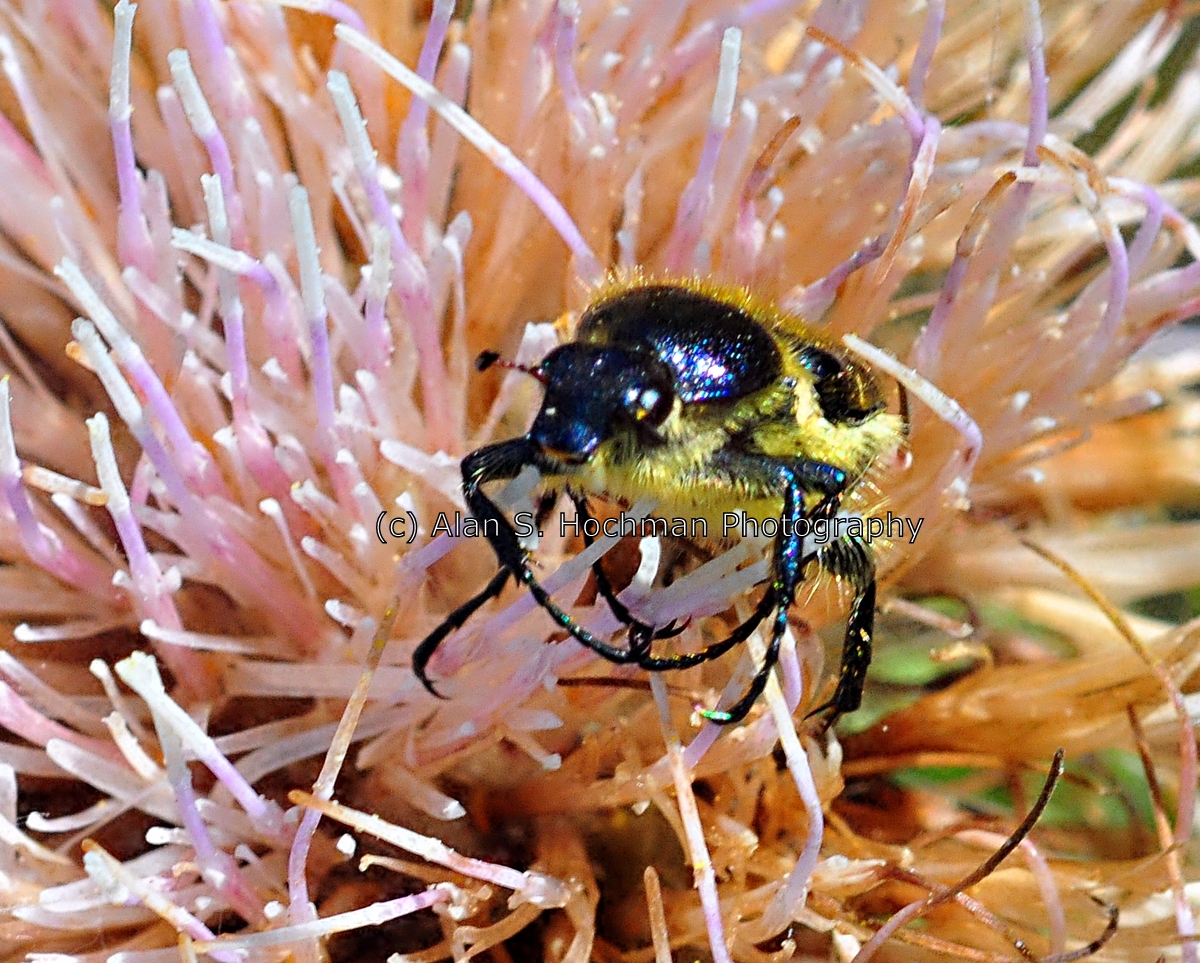 "Bee mimic beetle aka Hairy scarab beetle at Enchanted Forest Park, Florida"