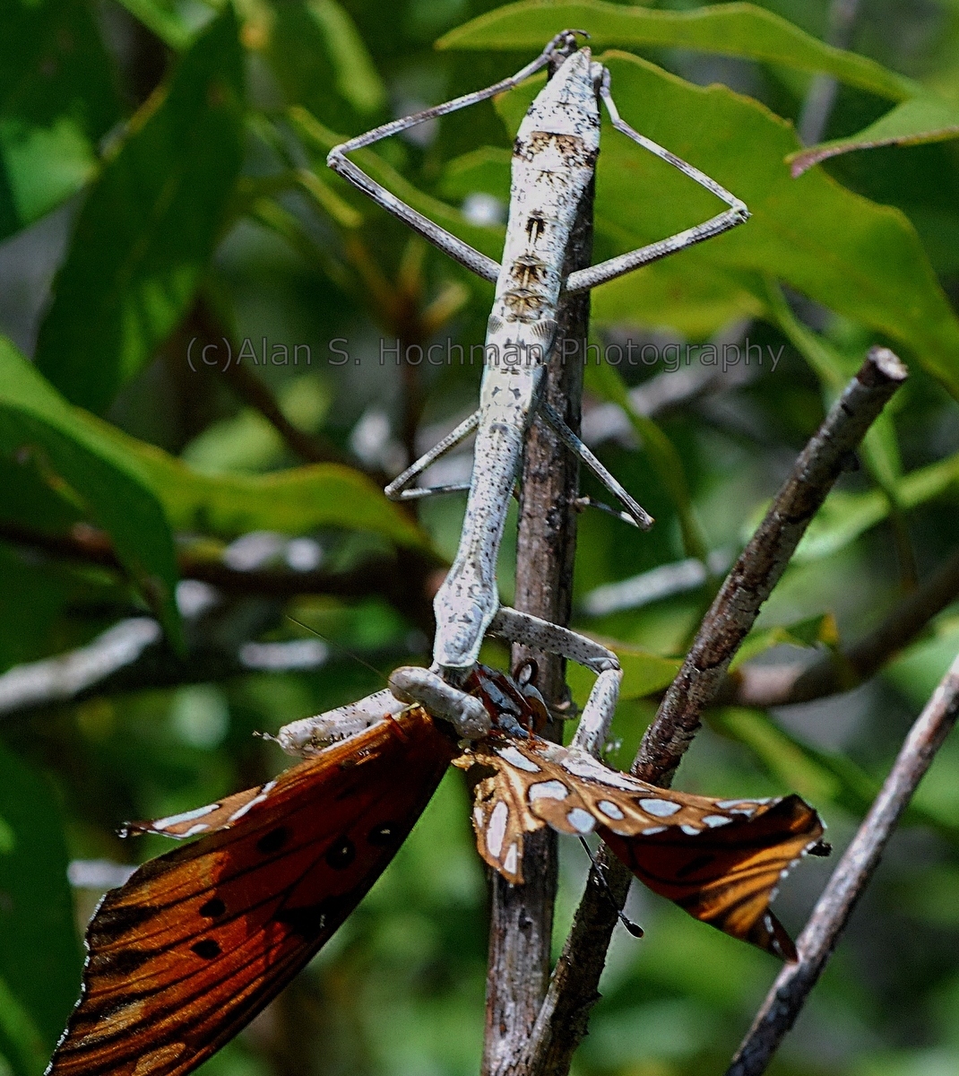 "Carolina Mantis eating Butterfly"