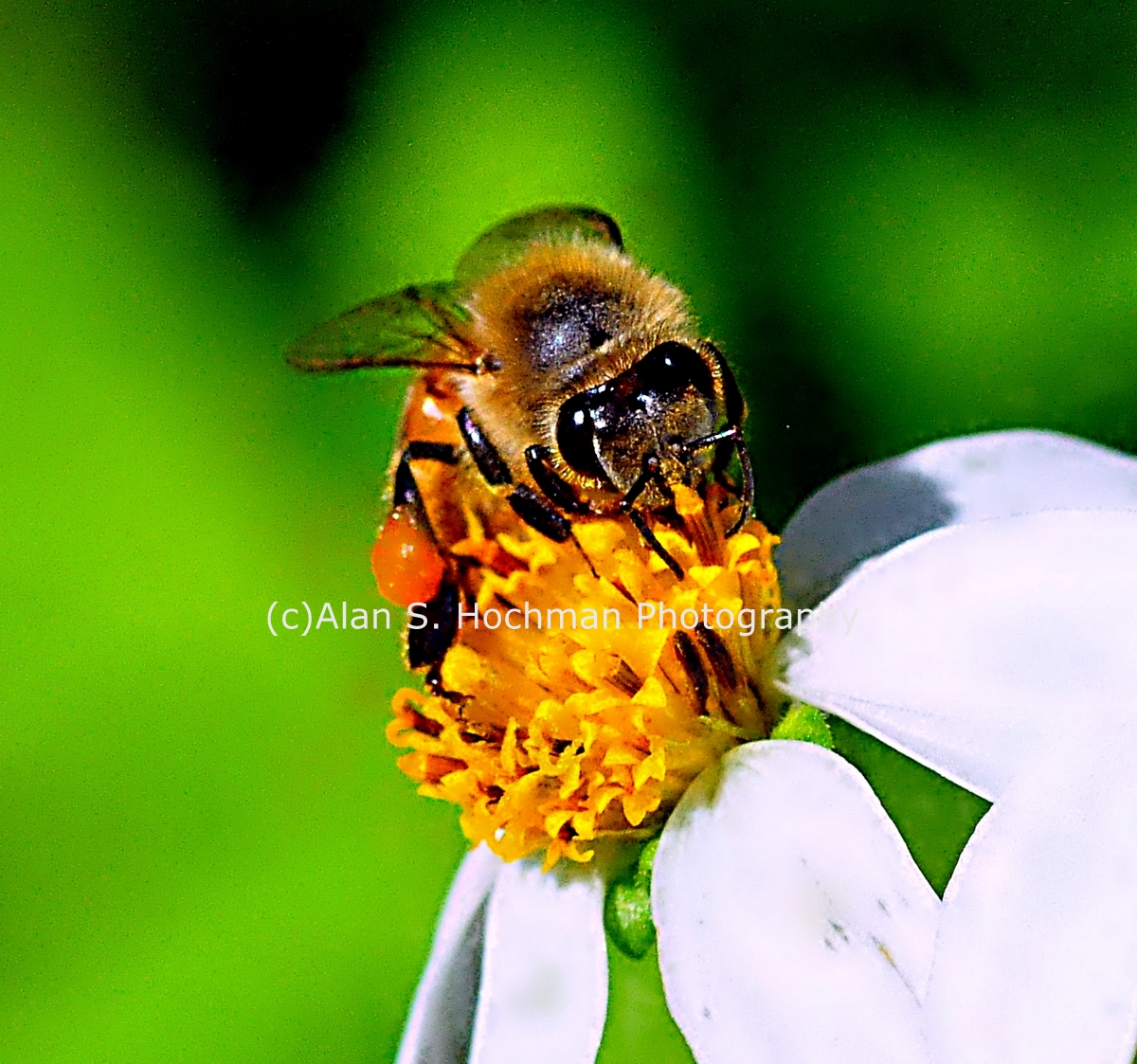 "Honey Bee at Big Cypress Wildlife Management Area"