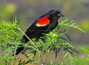 "Red winged Blackbird at the HoleyLand Wildlife Management Area in Florida"