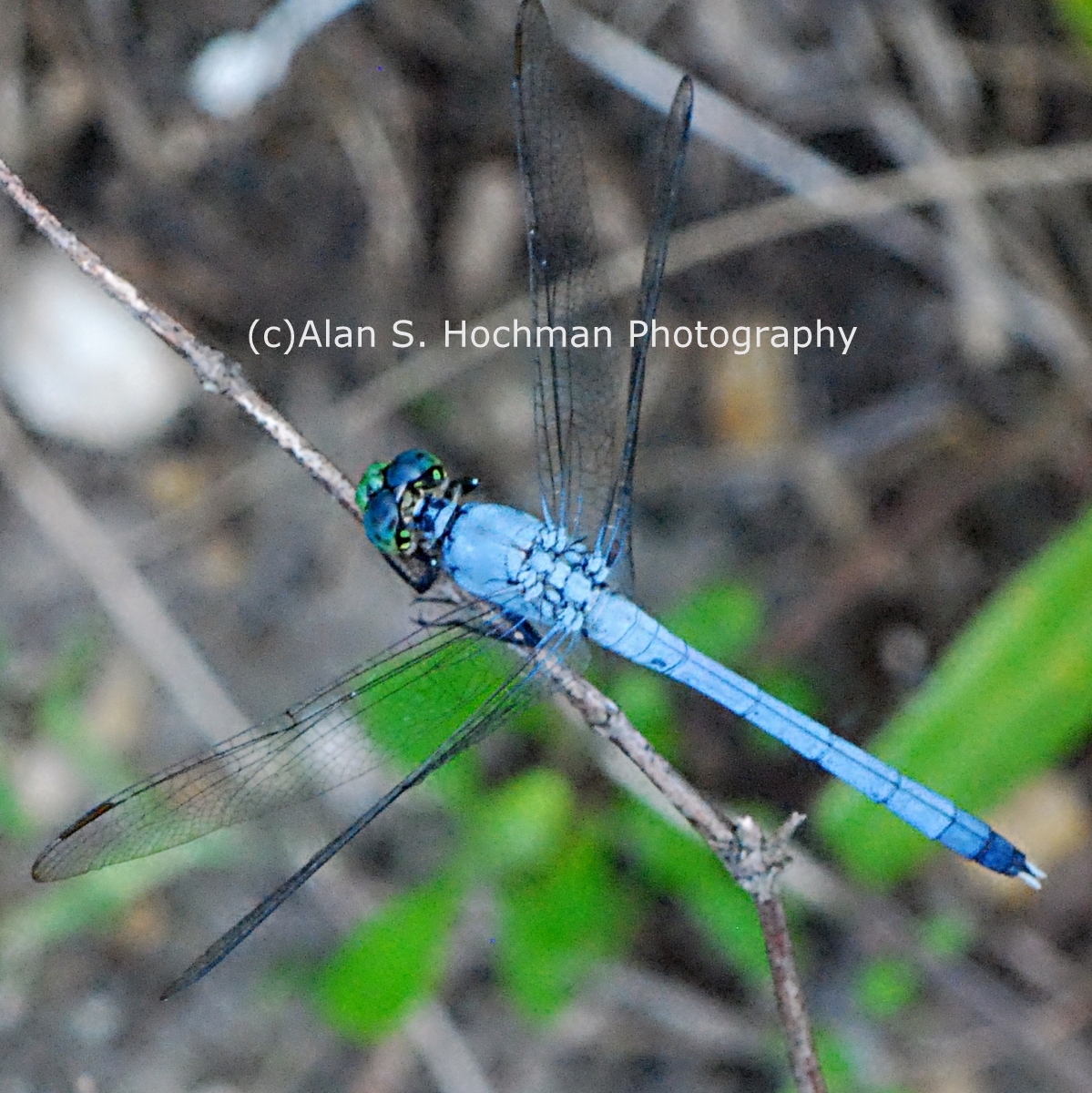 "Great Blue Skimmer Dragonfly at Big Cypress Wildlife Management Area in Florida"