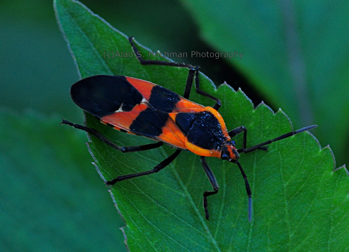 "Milkweed Bug at Enchanted Forest Park in North Miami, Florida"