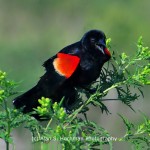 "Red winged Blackbird at HoleyLand WMA"
