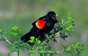 "Red winged Blackbird at HoleyLand WMA"
