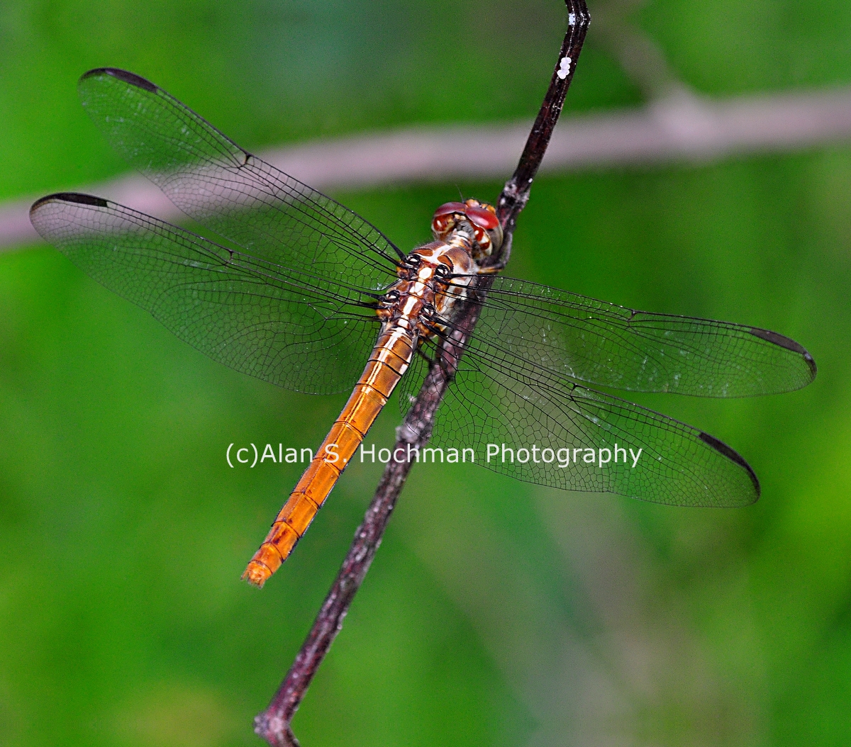 "Scarlet Skimmer Dragonfly at Big Cypress Wildlife Management Area in Florida"