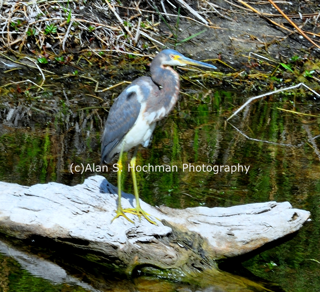 "Tricolor Heron at the HoleyLand Wildlife Management Area in Florida"