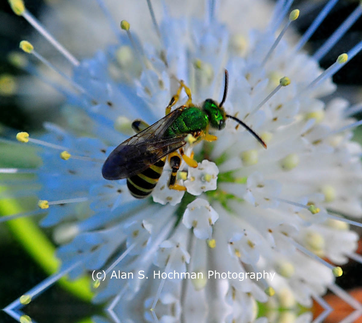 "Wasp with green metallic body"