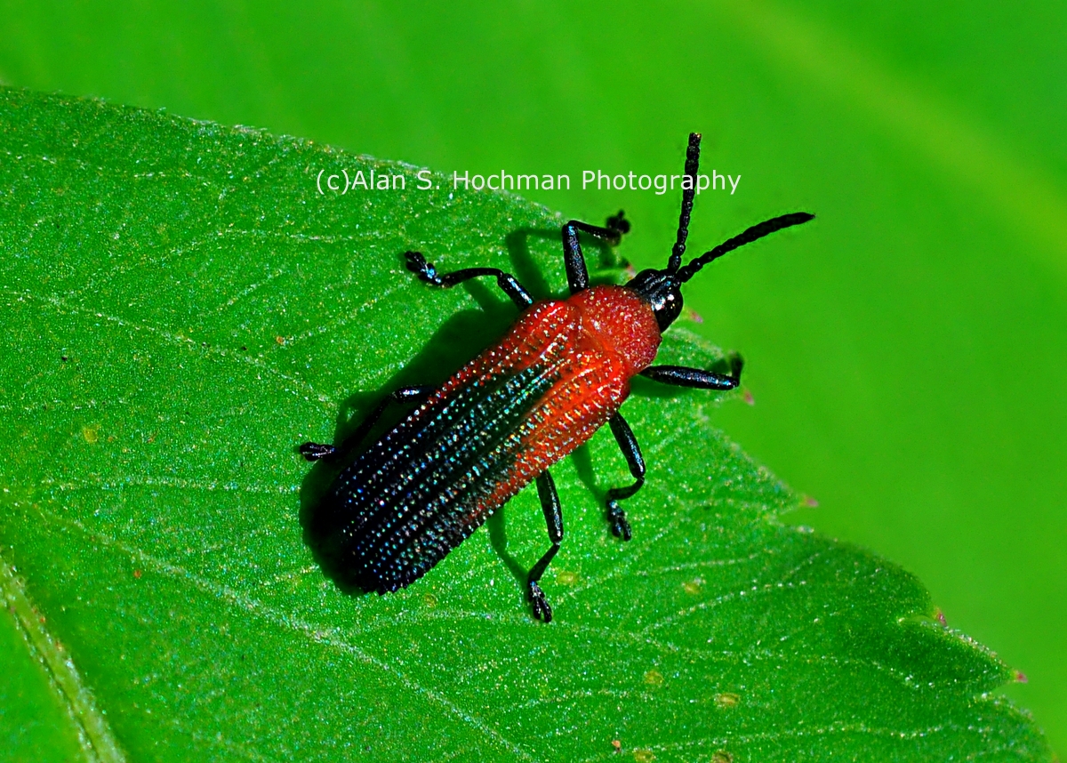 "Bloody Net-winged Beetle at Enchanted Forest Park"