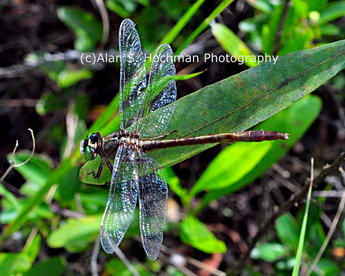 "Regal Darner Dragonfly at Arch Creek Memorial Park"