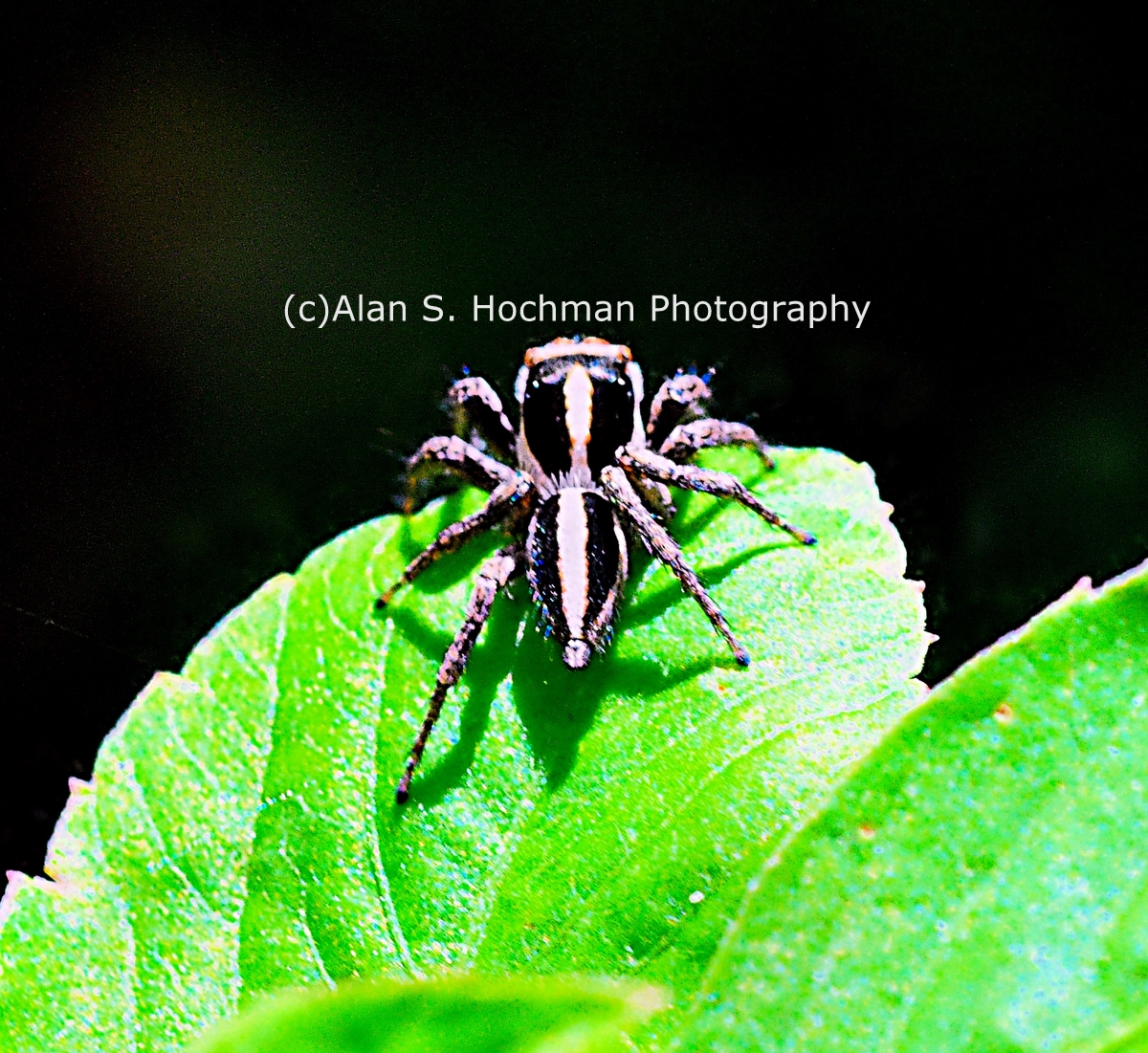 "Jumping Spider at Enchanted Forest Park"